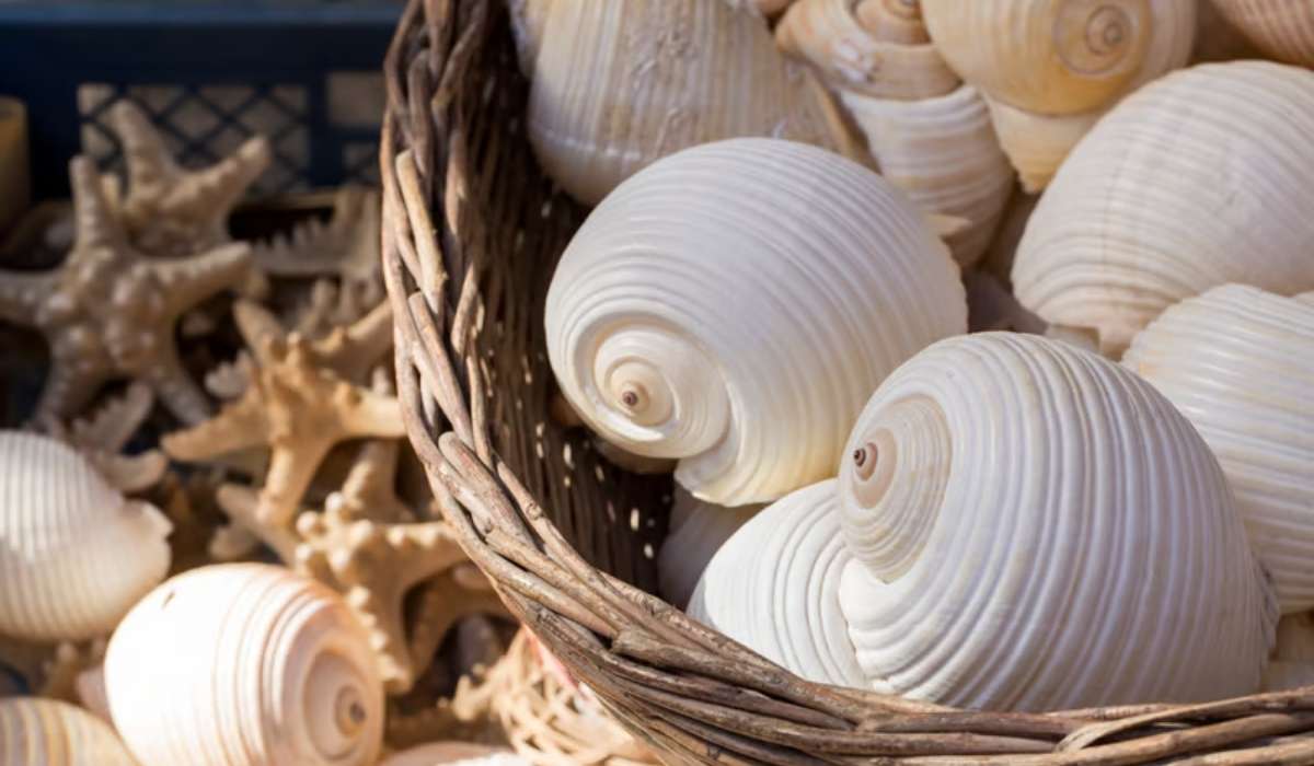 Nettoyer et conserver coquillage