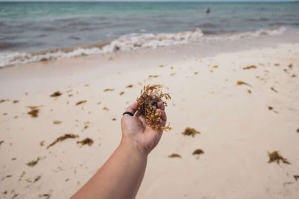 peut on ramasser des algues sur la plage