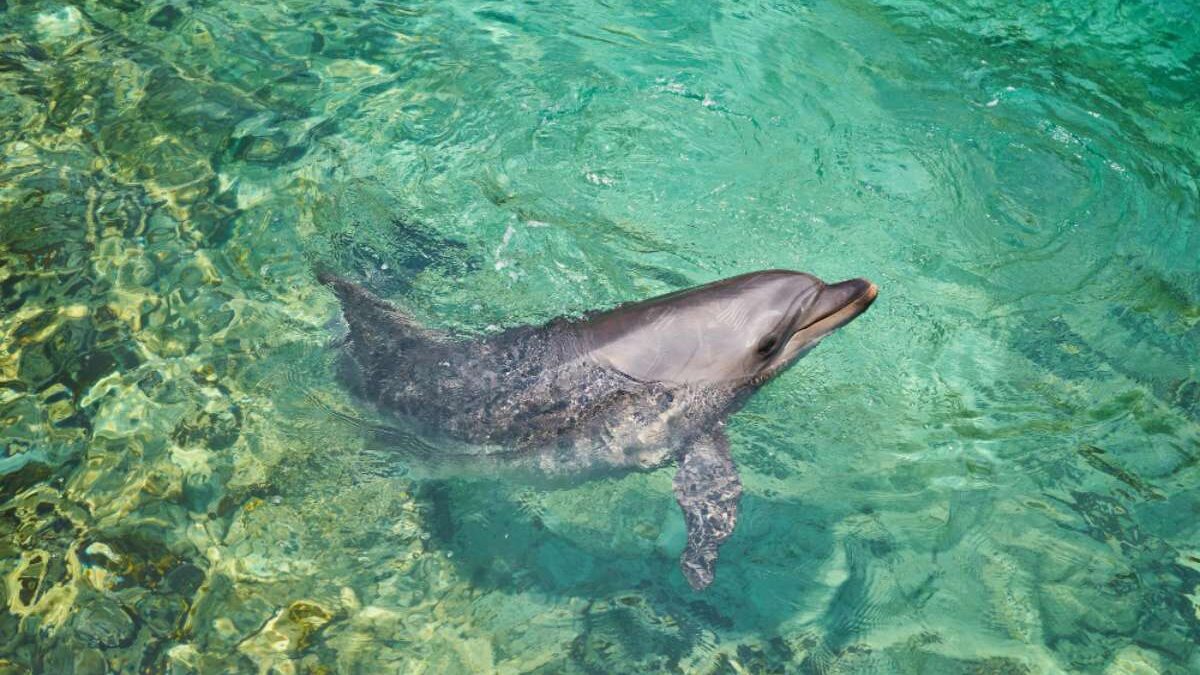 Découvrir les dauphins à l’île Maurice : immersion dans un univers fascinant