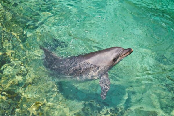 Découvrir les dauphins à l'île Maurice